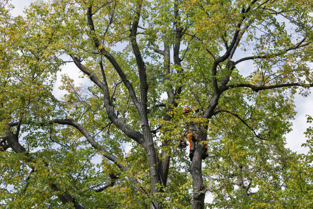 Best Emergency Tree Removal  in Ladonia, AL